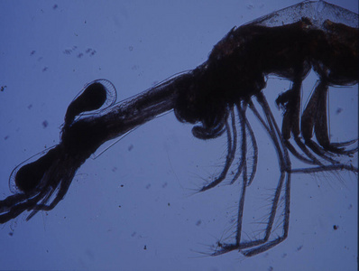 盐水 小龙虾 附属物 花丝 放大倍数 显微镜检查 磷虾
