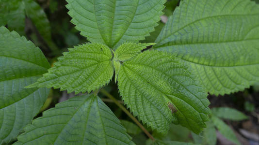 特写镜头 夏天 框架 墙纸 环境 美女 集中 植物 植物学