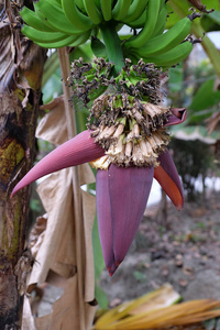 食物 香蕉 乡村 堆栈 农业 作物 自然 栽培 植物 成长