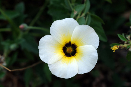 美女 白花蛇舌草 花园 植物 花的 激情 颜色 花瓣 植物学