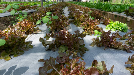 夏天 种子 沙拉 灌溉 土壤 花园 生长 生产 生菜 种植园