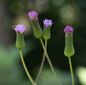 自然 花园 花瓣 颜色 草本植物 春天 草地 季节 植物