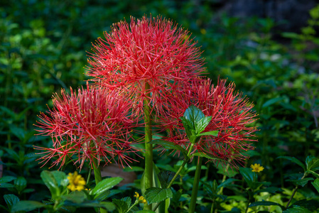 美丽的 开花 血吸虫 植物区系 百合花 植物 自然 花园