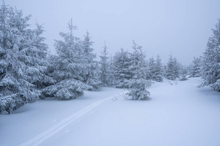 场景 松木 季节 寒冷的 冬天 森林 风景 滑雪 自然 木材