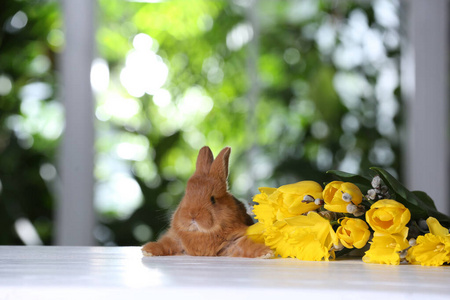 季节 毛茸茸的 书桌 庆祝 窗口 可爱的 生活 宠物 颜色