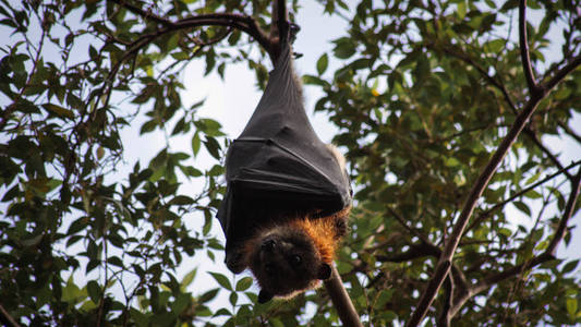 松木 春天 澳大利亚 蝙蝠 森林 分支 树叶 生长 自然