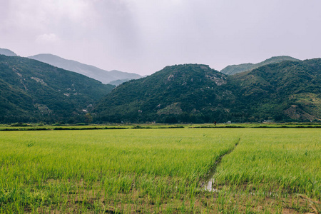 环境 大米 农事 风景 天空 食物 生态学 乡村 瓷器 旅游业