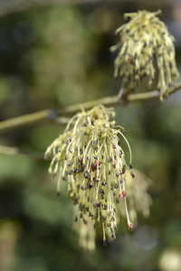 植物学 花园 自然 复叶槭 春天 植物 总状花序