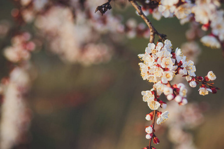春天 四月 园艺 花瓣 天空 季节 樱花 分支 特写镜头
