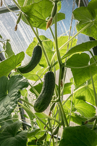 夏天 蔬菜 农业 自然 植物 温室 农场 收获 生长 食物