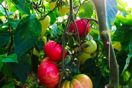 花园 生产 特写镜头 水果 素食主义者 收获 分支 农业