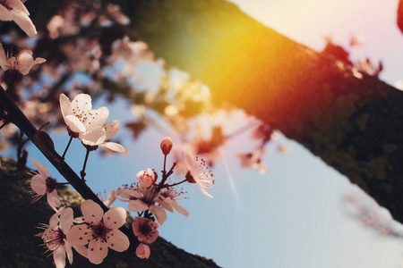 美丽的樱花春天樱花在蓝色的天空和粉红色的阳光