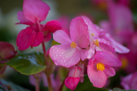 蜜蜂 花瓣 薰衣草 开花 植物 领域 春天 粉红色 植物学