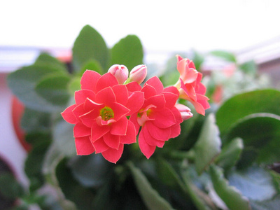 植物 开花 春天 粉红色 自然 颜色 夏天 美女 花瓣 花园