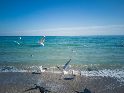 高的 海鸥 肖像 羽毛 动物 自由的 天空 自由 打扫 海滩