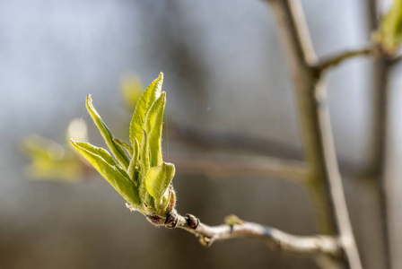 新的 花园 生态学 植物学 嫩枝 农业 地球 季节 幼苗