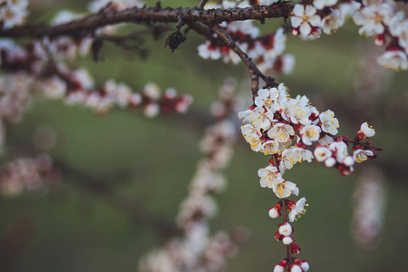 樱桃 四月 植物区系 樱花 花瓣 复活节 季节 花园 特写镜头