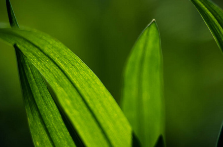 自然 丛林 纹理 怪兽 紫色 夏天 雨林 热带 植物 艺术