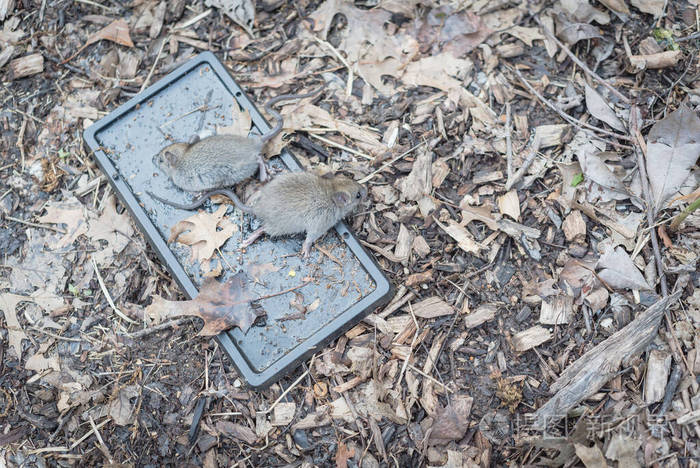 近距离俯视在花园地面上用树叶覆盖的胶水陷阱捕捉活体老鼠