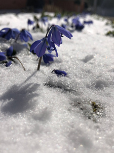 春天，雪从雪下长出来了。