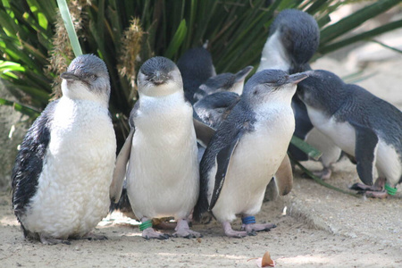 动物园里的几只企鹅