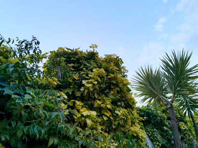 树叶 纹理 森林 常春藤 植物区系 植物 环境 攀登 生长