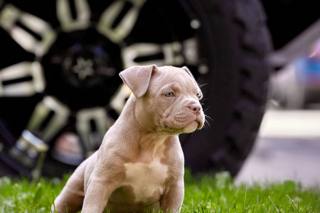 可爱的小狗在车底的草地上玩耍。人生第一步概念，动物，新生代。美国公牛小狗。