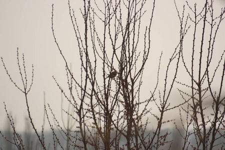 春天 麻雀 天空 森林 动物群 分支 自然 栖息 鸽子 动物