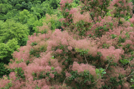 植物区系 纹理 花的 森林 美丽的 粉红色 灌木 夏天 自然