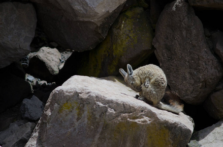 南部viscacha Lagidium viscacia在岩石上擦拭皮毛。