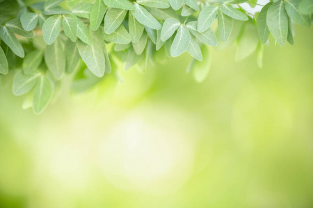 颜色 太阳 模糊 自然 生长 绿色植物 墙纸 树叶 软的