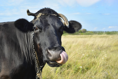 在绿色的农场土地上pied cow with spiked nose ring, calf weaning