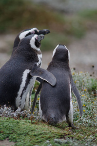 麦哲伦企鹅在奥特韦湾和企鹅保护区。
