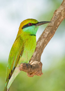 美丽的 羽毛 亚洲 颜色 森林 动物 自然 肖像 分支 栖息