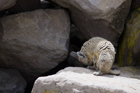 南部的viscacha Lagidium viscacia在岩石上。