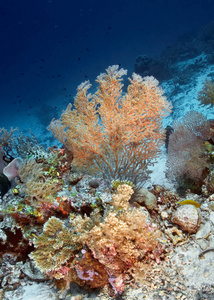 美丽的 生态系统 潜水 自然 海的 暗礁 风景 珊瑚 颜色