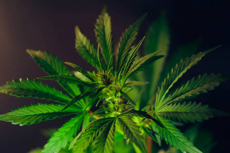 种植杂草 俯视图 医用大麻和大麻合法化 大麻叶 大麻花植物靠近了 绿色背景 大麻花 室内种植 相似素材图片 摄图新视界 种植杂草 俯视图 医用大麻和大麻合法化 大麻叶 大麻花植物靠近了 绿色背景 大麻花 室内种植 相似素材图片 摄图新视界