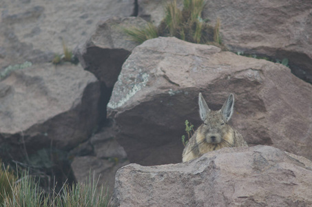 南部viscacha Lagidium viscacia休息在帕里纳科塔。