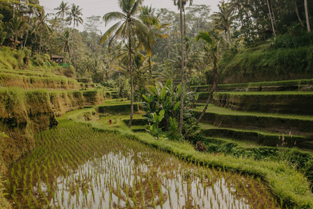 村庄 印度尼西亚语 棕榈 旅行 小山 大米 美丽的 印度尼西亚