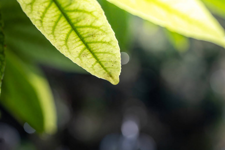 植物 太阳 集中 环境 纹理 夏天 季节 墙纸 软的 花园