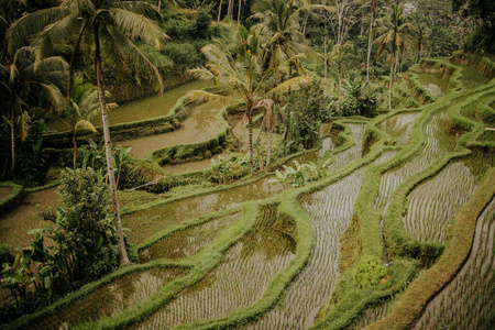 土地 印度尼西亚 地球 旅行 种植园 农场 巴厘语 村庄