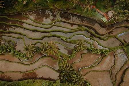 旅行 农业 种植园 梯田 地标 亚洲 农场 大米 印度尼西亚