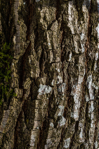 木板 窗棂 材料 林业 森林 皮肤 环境 植物 保护 腐蚀