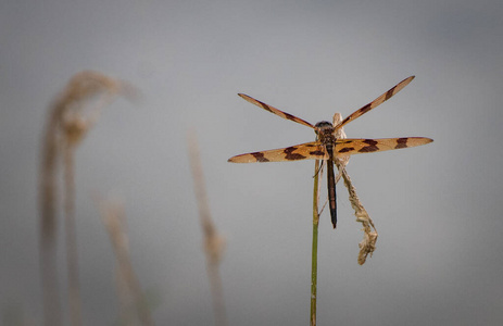 蜻蜓 野生动物 节肢动物 环境 缺陷 特写镜头 昆虫 宾夕法尼亚