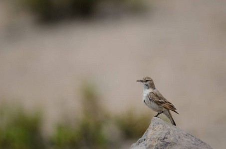 劳卡国家公园岩石上的鸟。