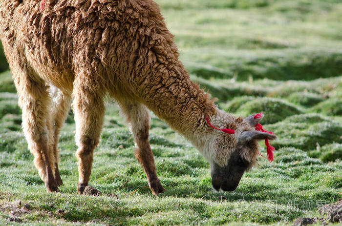 羊驼在草地上吃草