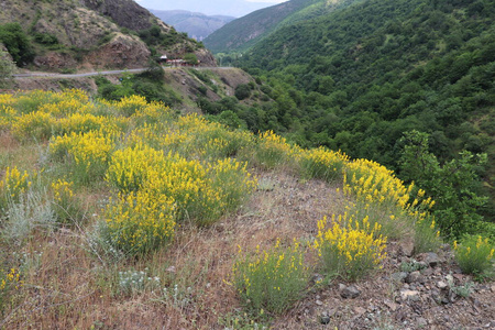 美丽的 植物 自然 草地 小山 春天 旅行 美女 乡村 公园