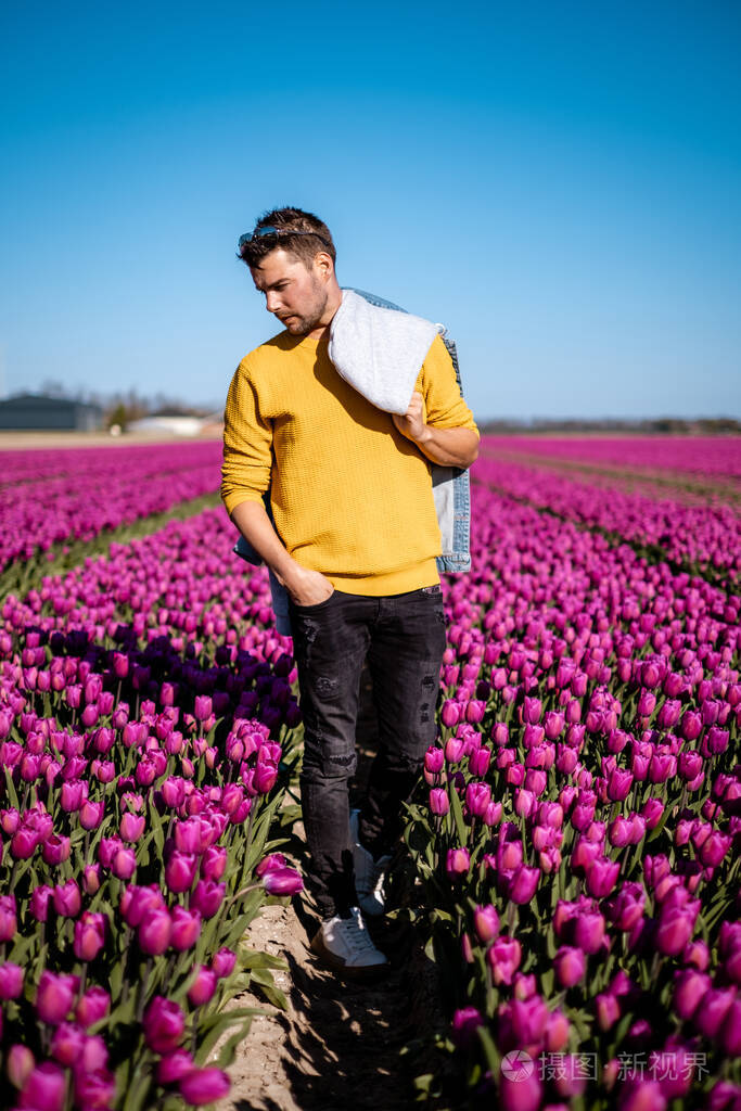 荷兰郁金香田里荷兰郁金香田里的男人粉红色花丛里快乐的年轻人