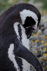 麦哲伦企鹅在奥特韦湾和企鹅保护区梳妆打扮。