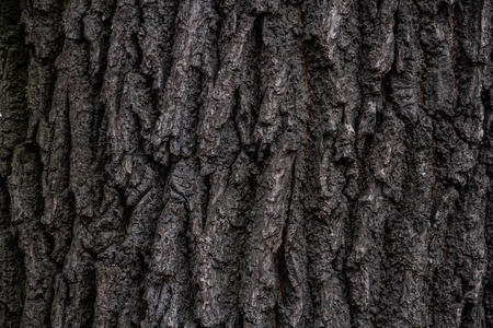 树皮 材料 植物 树干 森林 特写镜头 木材 皮肤 纹理